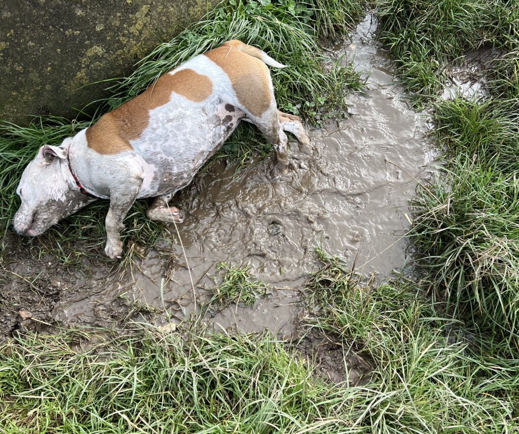 First mud at the end of a hot summer.